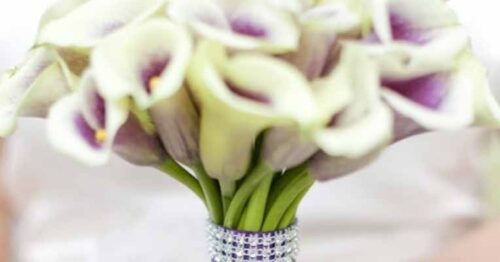 A close-up view of a bouquet of calla lilies with a soft focus background.