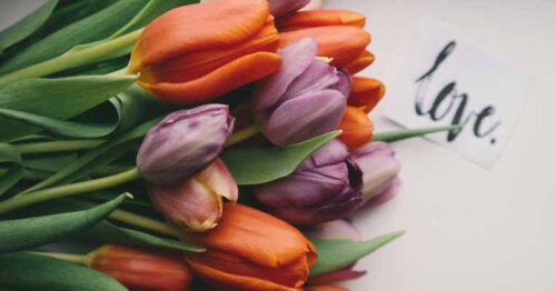 a close-up view of a bouquet of tulips with a mix of orange and purple hues, resting against a white background.