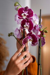 Woman Decorating her Home with Purple Orchids