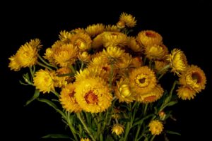 Bright Chrysanthemums for Positivity