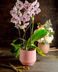 Beautiful Orchids In Pink Vase